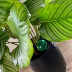 Waterbol groen