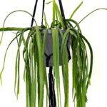 Macrame planthanger zwart