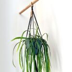 Macrame planthanger zwart