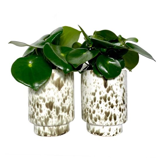 Set gevlekte cheetah potten groen wit beige