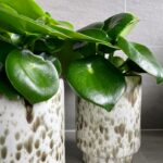 Set gevlekte cheetah potten groen wit beige