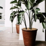 Plant strelizia