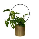 Plantensteun plantklimmer
