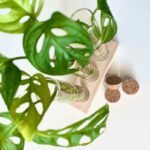 Stekstation met reageerbuisjes voor stekjes