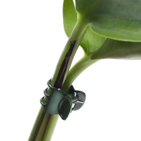 Planten klemmetjes orchideeën clips