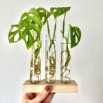 Stekstation met reageerbuisjes voor stekjes