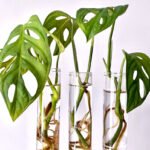 Stekstation met reageerbuisjes voor stekjes