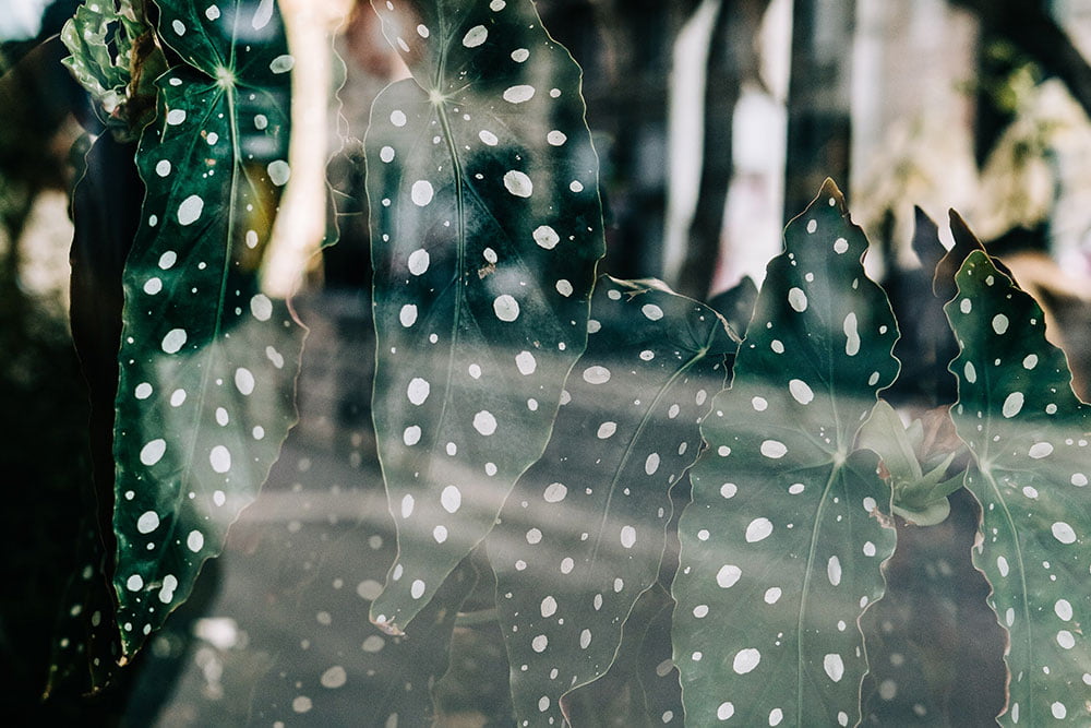 Begonia Maculata Wightii