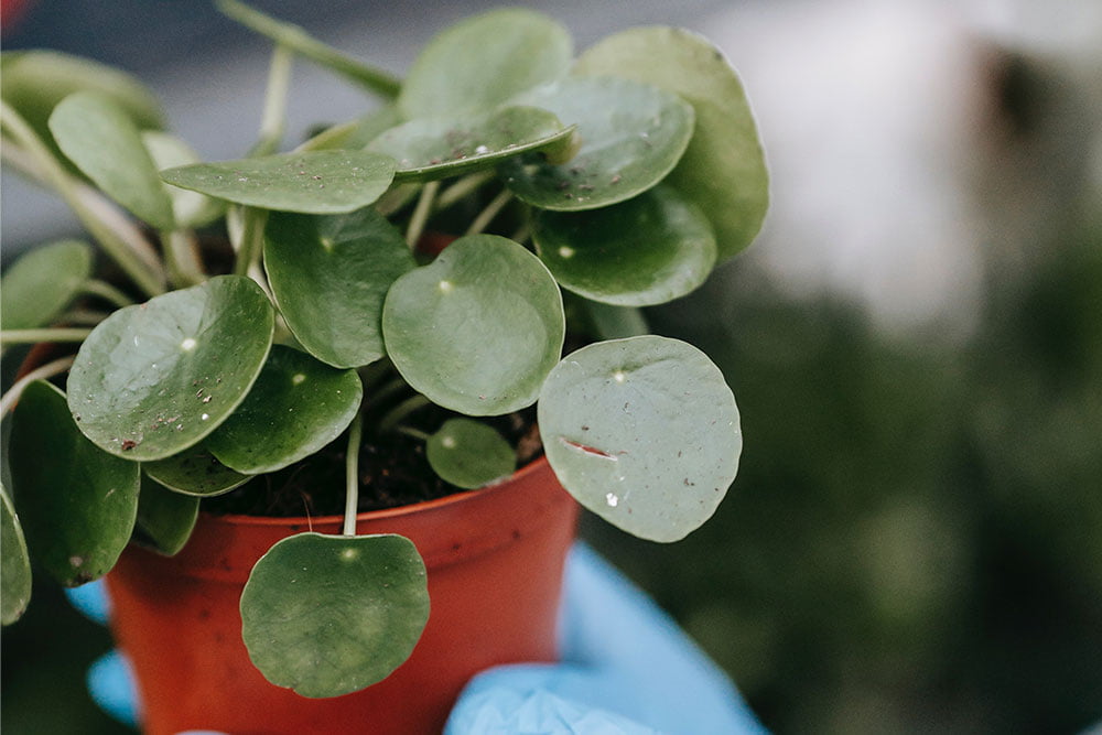 Pilea peperomioides