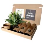 Blauwvaren blauwvarens stekjes kleine plantjes babyplantjes