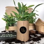 Blauwvaren blauwvarens stekjes kleine plantjes babyplantjes