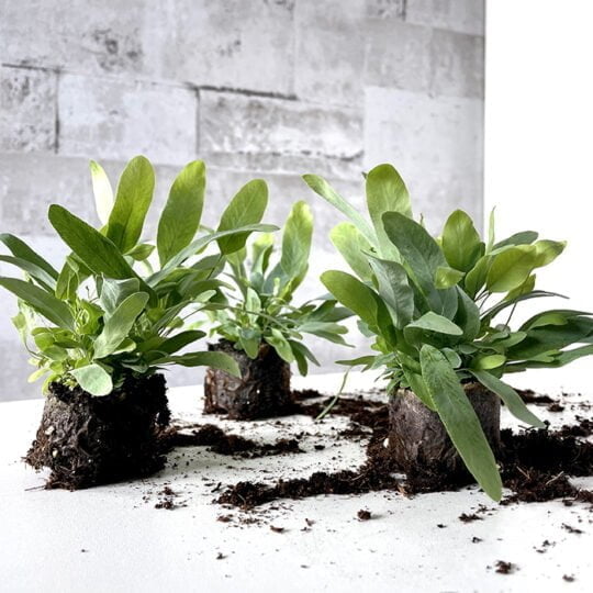 Babyplantjes