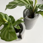 Cement vaasjes calathea