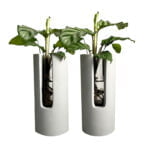 Cement vaasjes calathea