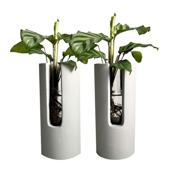 Cement vaasjes calathea