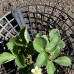 Aardbeien rek zwart