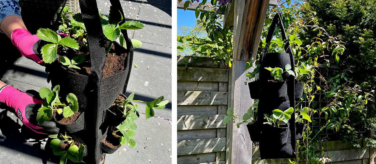 Aardbeien in hangzak