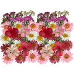 Geperste en gedroogde bloemen voor knutselen