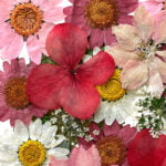 Geperste en gedroogde bloemen voor knutselen