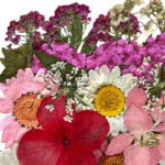 Geperste en gedroogde bloemen voor knutselen