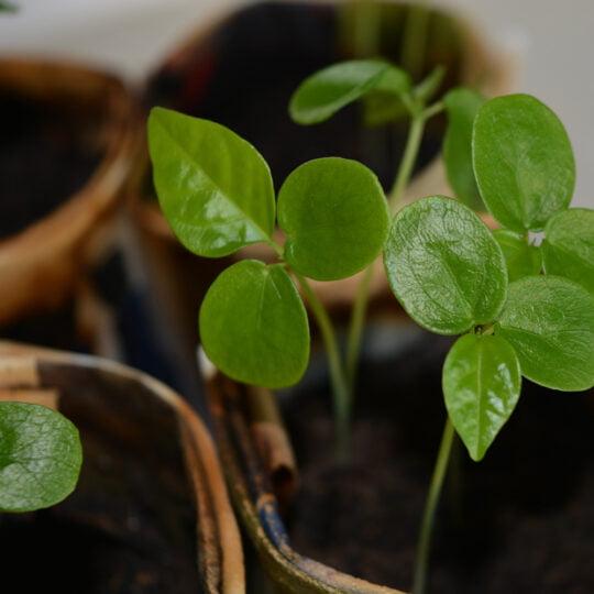 Moestuin