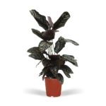 Calathea Ornata