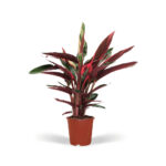 Calathea Triostar