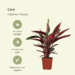 Calathea Triostar