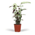 Calathea Whitestar
