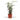 CalatheaWhitestar-Planttools-1