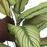 Calathea Whitestar
