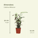 Calathea Whitestar