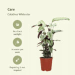 Calathea Whitestar