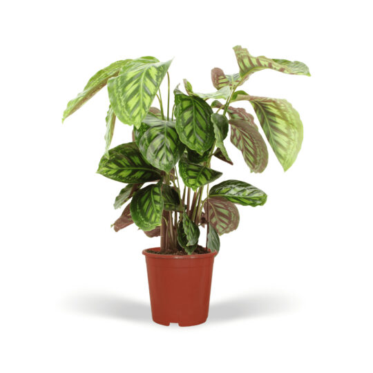 Calathea Flamestar - Pauwenplant - 75cm - Ø19