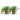 MonsteraMinima-Planttools-1