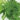 MonsteraMinima-Planttools-3